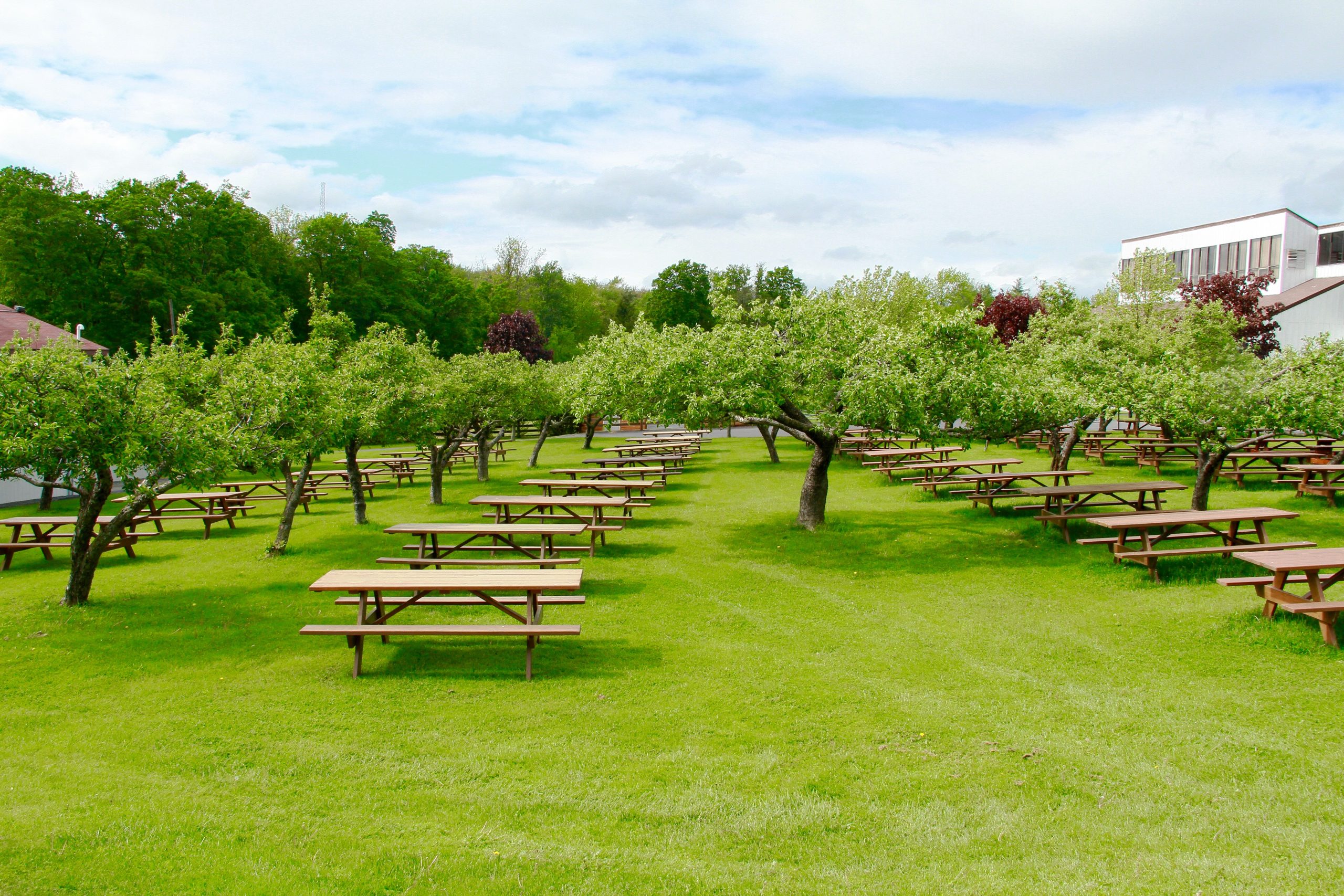Apple Orchard